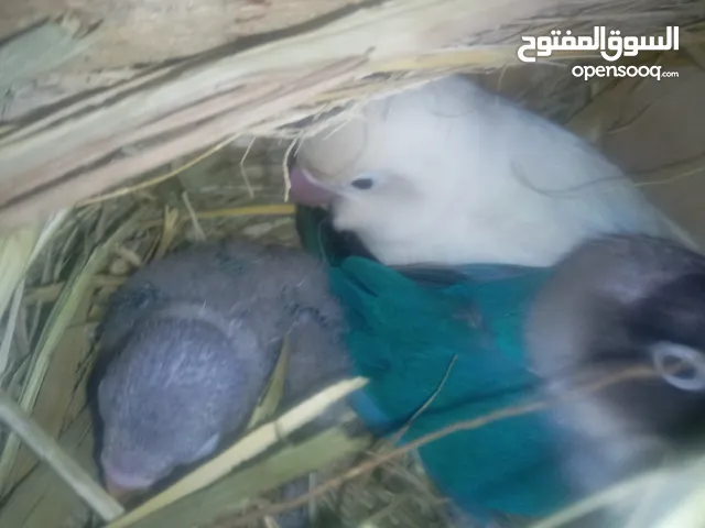 زوج فيشر للبيع