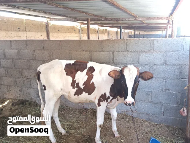 عجله هولنديه