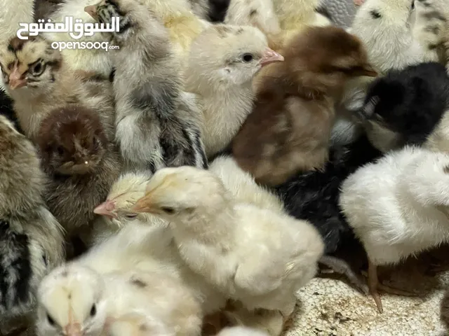 صيصان دجاج بلدي وفيومي العدد حوالي 300