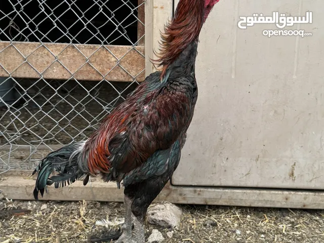 متاح فرخات وديوك باكستاني نخب للبيع