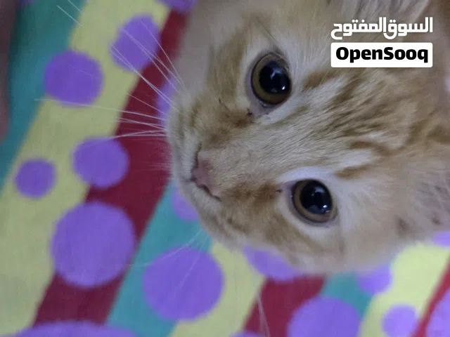 بزون للتبني