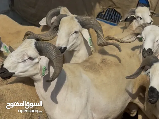 خروف السردي المغربي