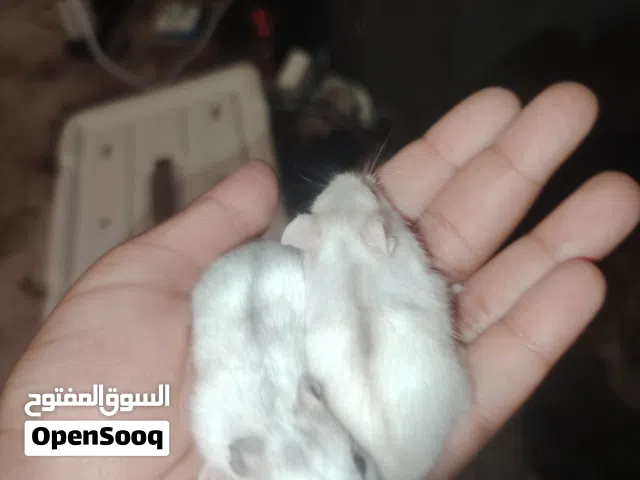 زوز هامستر واحد عين حمراء واحد كحلة وسعر بل حفضه 200 ومغير حفضه 160 ومروضات