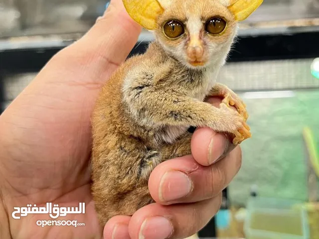 انثي البوش بيبي