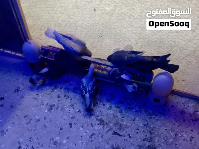 اربد جنين الصفا