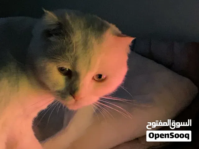 قط سكوتش وايت
