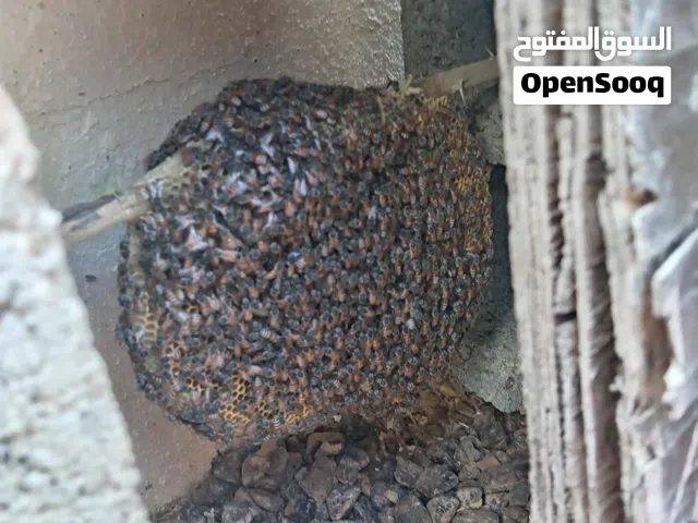 خلايا نحل بو طويق للبيع