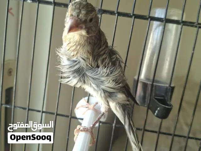 طيرة مخلفة  شمالي  للبدل ع جوز للتحضين شوف الوصف