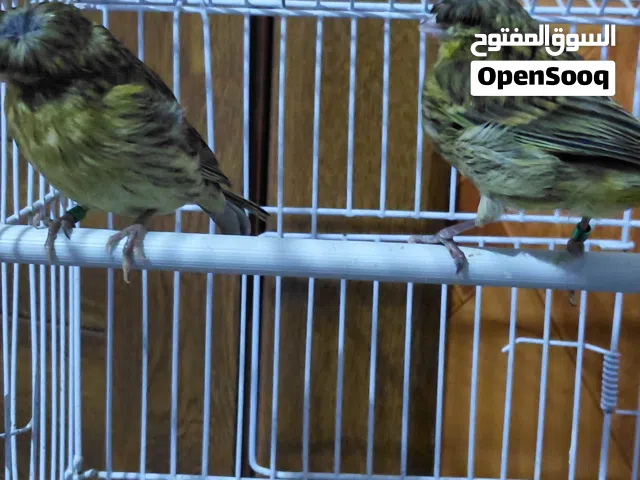 طيور كناري كولستر للبيع