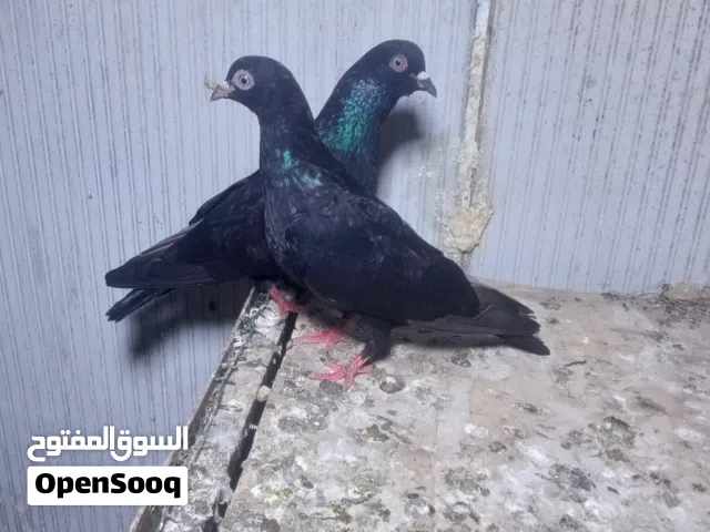 كوبيا شقلاب عموديات