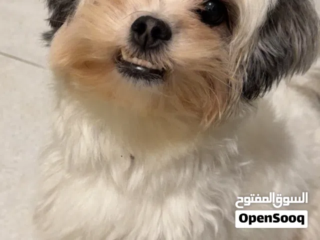 كلاب الاثنين