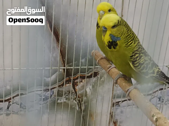 طير حب نكليزي مايات