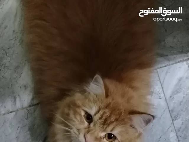 لتزاوج قطه أنثى