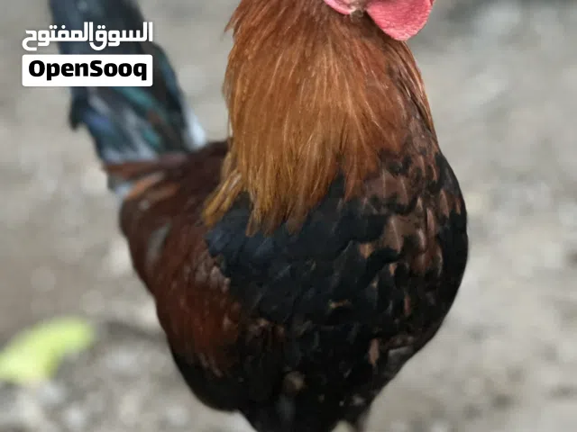 دجاج كويتي