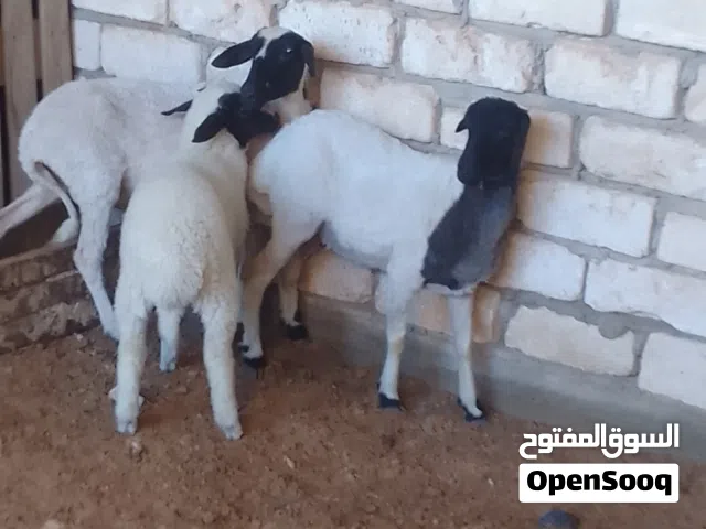 السلام عليكم اتنان فطايم للبيع