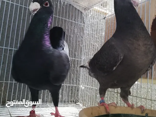 زوج هومر ألماني منتج