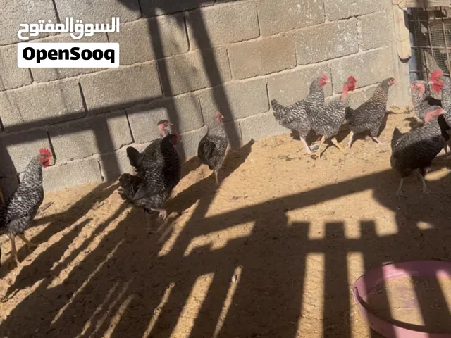 انتاج فرنسي درجه أوله