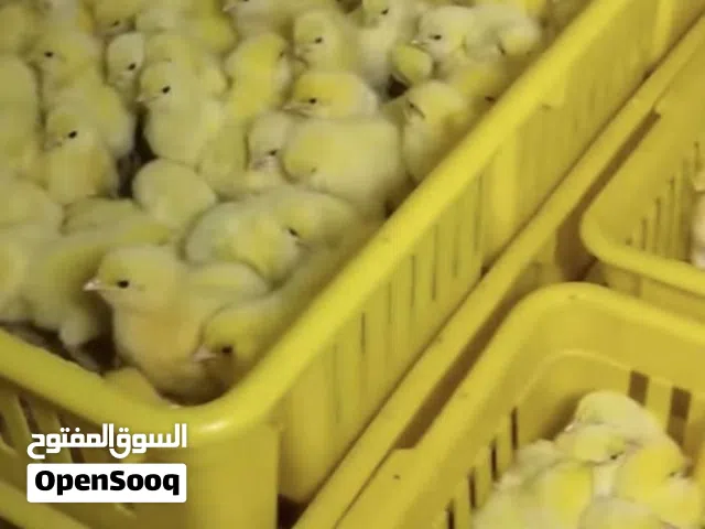 كتكيت لحم ربي يبارك