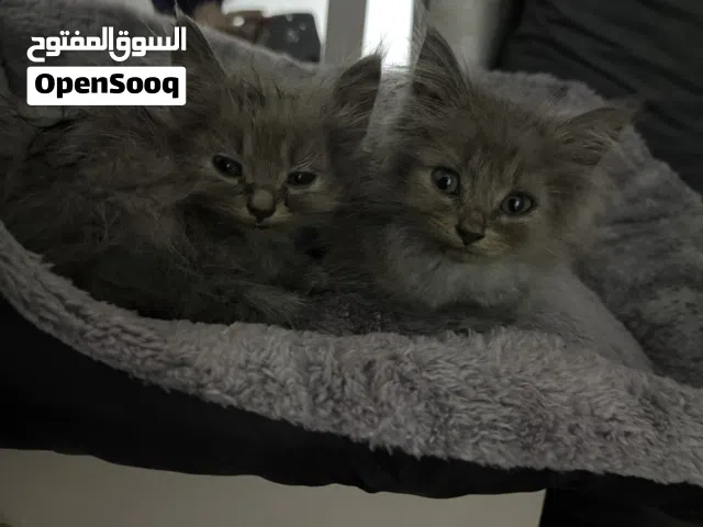 للبيع قطط بريطانية لونغ هير