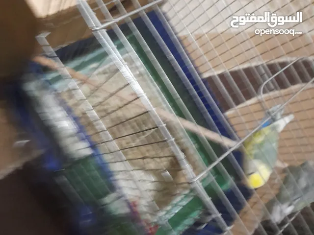 عصافير للبيع