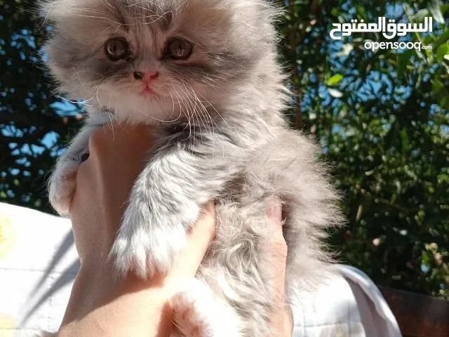 حيوانات للبيع : قطط : (صفحة 5) : بغداد