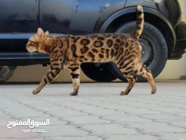 PURE BREED BENGAL FOR MATING