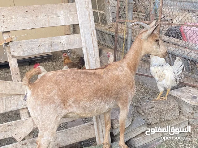 سخلة ظفاري شحري سمينة اخر ماشاء الله