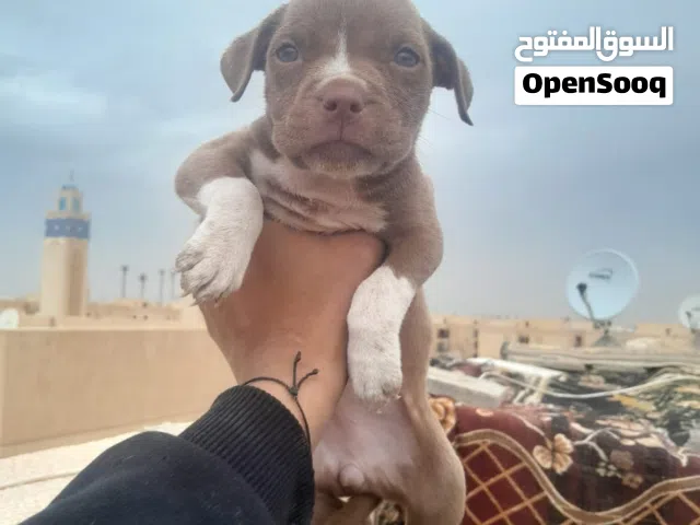 جراوي بيتبول حجم ضخم xl