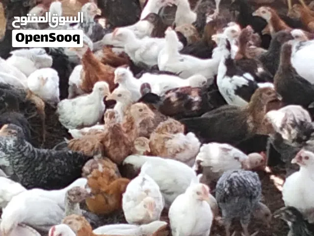 دجاج عماني