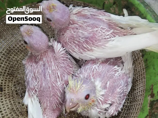 اللهم صلي على محمد وآل افراخ كوكتيل