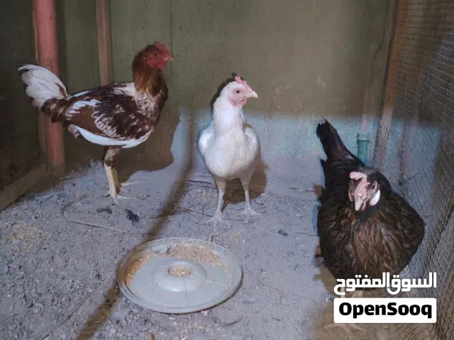دجاج عرب عراقي بياض