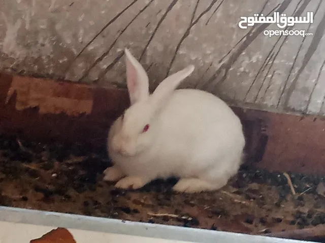 ارانب للبيع اناثي شغالة وذكور