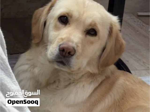 لابرادور ريتريفر للبيع