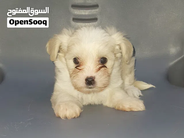 Pure Maltese Breeding