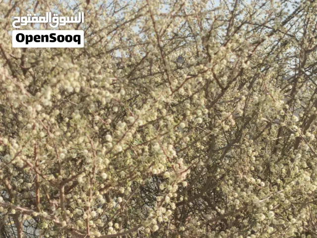 عسل ابحث عن ملكات عذارا