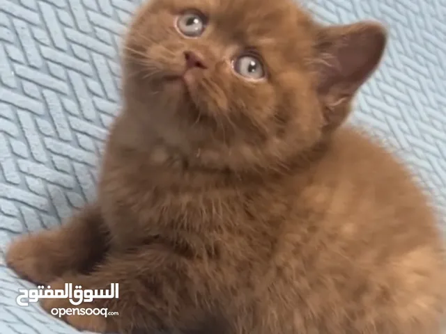 سكوتش فولد / سكوتش ستريت