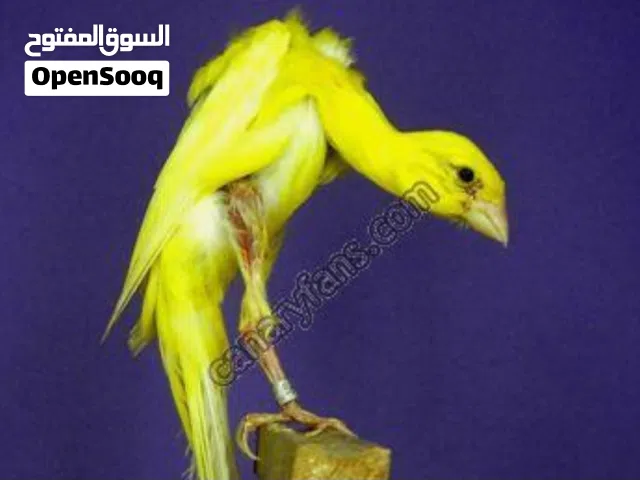 مطلوب عصفور كناري قيفوس بسعر منيح