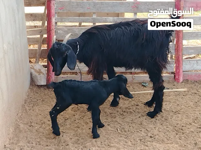 عنز تحتها اعناق راوية ربي يبارك سنها رباع مكانها صبراتة يوجد توصيل حسب المكان سعر البيع 1350