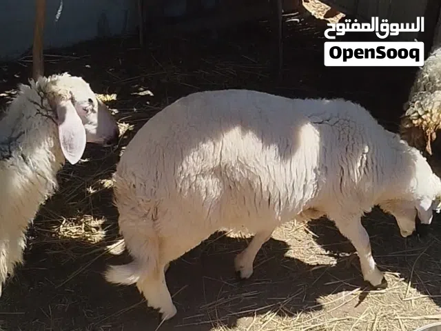 زوز حوليات وحولي العمر 7.8شهور