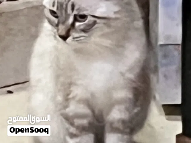 اسكوتش اسكوتش فولد