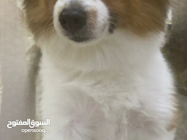 جلب ضايع بالجهرا بالواحه