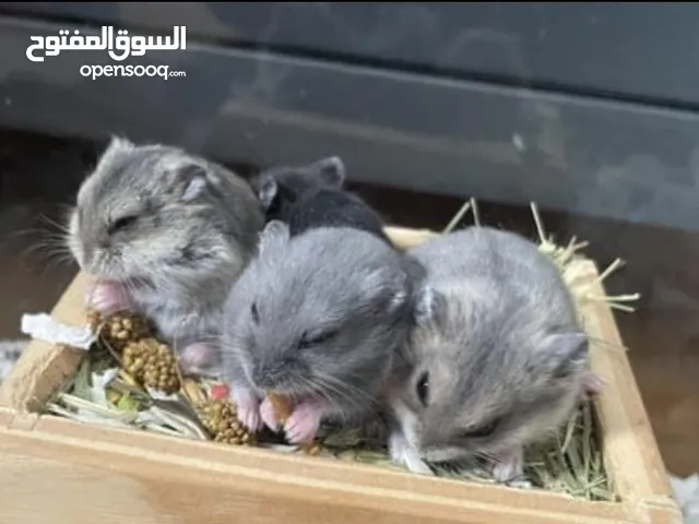 روسي في حلوان كلمني واتس