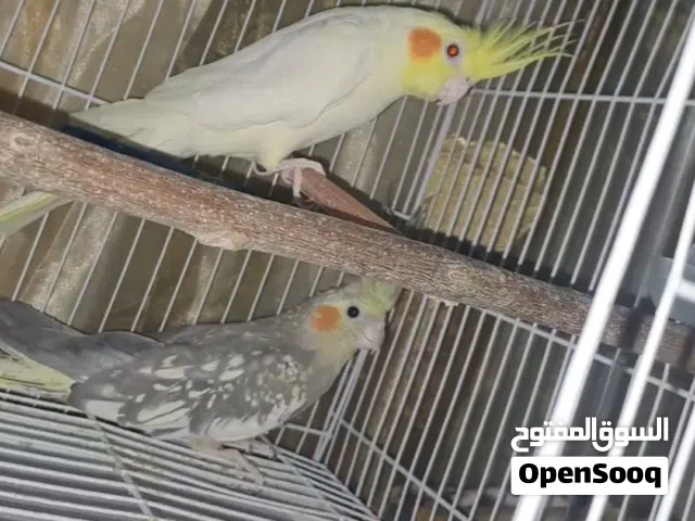طائرين كوكتيل