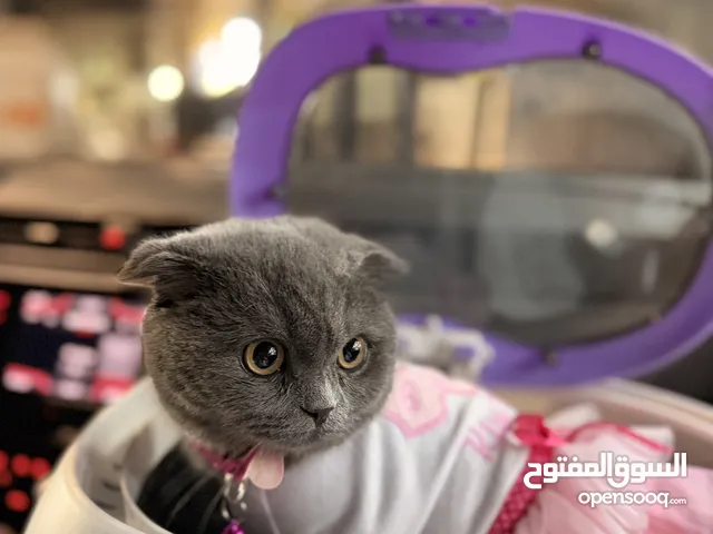 قطة سكوتش 8 شهور