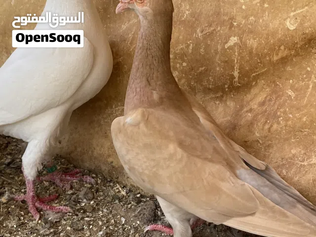 مجموعه طيور للبيع ( تصفيه )