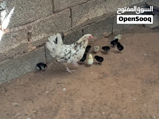 دجاجه تحتها 12 كتكوت عربي  اللهم بارك