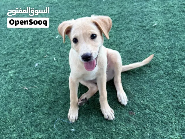 كلب ذكر  عمره حدود الخمسة شهور