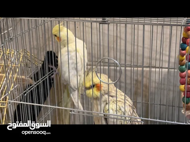 عصفورين اثنين فرخ كوكتيل لاتينو بسكوتي ذكور+قابل للبدل على روز اليف انظر للوصف كل تساؤلاتك موحودة