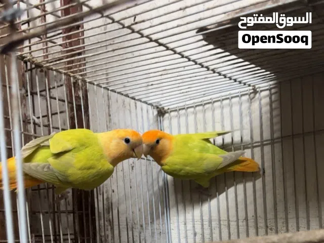 أزواج وفرديات روز محليه منتجه+ذكور كوكتيل وايت فيس