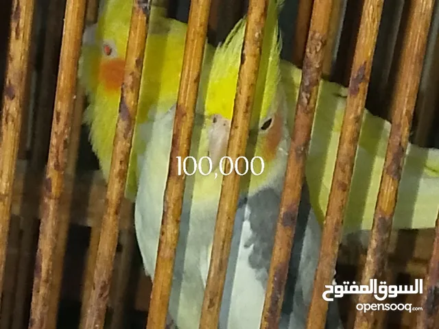 كوكتيل زحشيات